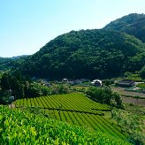 海田園黒坂製茶（岡山県美作市）