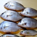 鮮魚・冷凍魚・貝類