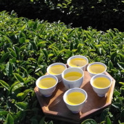 夢見る茶畑　白谷清茶堂（島根県吉賀町）