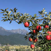 峯村農園（長野県大町市）