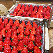 八ヶ岳富士見高原 菜園いちえや(長野県富士見町)
