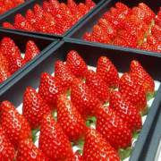 T-BERRY FARM（滋賀県東近江市）