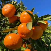 Saito Orange Farm（愛媛県伊方町）