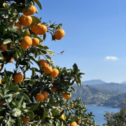 CHIEMIKAN（愛媛県宇和島市）