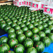 村岡さんちの野菜（山形県村山市）