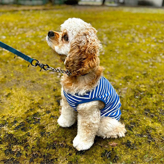 モデル犬：体重8kg・背丈42cm・胸囲46cm／42サイズ着用