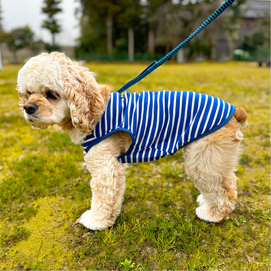 モデル犬：体重8kg・背丈42cm・胸囲46cm／Smallの42サイズ着用