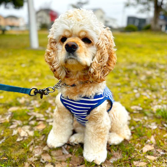 モデル犬：体重8kg・背丈42cm・胸囲46cm／Smallの42サイズ着用