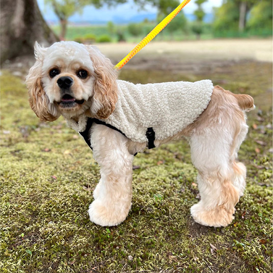 使用イメージ。モデル犬：体重8kg・背丈42cm・胸囲46cm／42サイズ着用