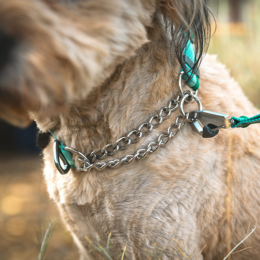 チェーンリング側にリーシュを装着すれば、犬の動きに合わせて首輪がフィット