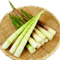 天然月山筍（がっさんだけ）特上品1kg【出荷時期：6月中旬より順次発送予定】
