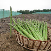 北海道小清水産 グリーンアスパラ【出荷時期：5月下旬頃より順次出荷】
