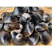 小清水町「涛沸湖産」大粒しじみ貝(冷凍)400ｇ×２