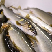 四万十川の天然鮎 500g