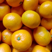 【訳あり】温州みかん 家庭用5kg（他商品との同時購入不可）【出荷時期：11月上旬より / 販売期間：11月下旬まで】