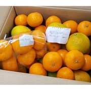 おまかせ柑橘詰め合わせ 9kg（他商品との同時購入不可）【出荷時期：1月上旬頃より順次出荷】【販売時期：2月下旬頃まで】