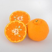 ポンカン 贈答用9kg（他商品との同時購入不可）【出荷時期：1月上旬より順次出荷 / 販売時期：2月中旬頃まで】