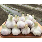 千葉大学共同開発 有機肥料使用・農薬未使用ニンニク 1kg
