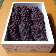 やまよし農園の「デラウェア」2kg【出荷時期：6月下旬より順次出荷 / 販売時期：7月下旬まで】