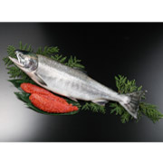 北海道知床産 筋子入り生秋鮭 1本（2.5kg～3kg）【いくら醤油漬け用タレ付】