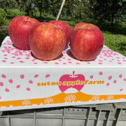 完熟葉取らずさんふじ3kg（他商品との同時購入不可）【 販売期間:1月下旬頃まで】