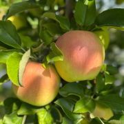 葉とらず名月5kg(12〜18こ)（他品番との同時購入不可）【出荷時期：11月中旬より順次】