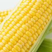 朝もぎ直送！なまらウマいとうもろこし（10本入）【出荷時期：8月中旬より順次出荷 / 販売時期：8月中旬まで】