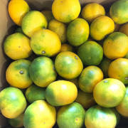 【訳あり】 極早生みかん 3kg【出荷時期：9月下旬より / 販売時期：10月下旬まで】
