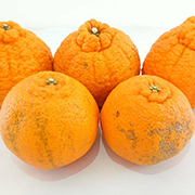 【訳あり】不知火3kg（他商品との同時購入不可）【出荷時期：2月中旬頃より順次出荷/販売時期：～3/31（金）まで】