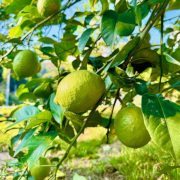 国産レモン（リスボン）【出荷時期：11月中旬より / 販売時期：1月15日まで】