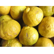 【訳あり】 はるか　5kg（他商品との同時購入不可）【出荷時期：1月中旬より順次】