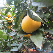 【訳あり】 文旦５kg（他商品との同時購入不可）【出荷時期：2月中旬より順次出荷】