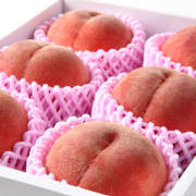 【訳あり】山形県産 白桃 約2kg（5～9玉）【出荷時期：9月上旬より / 販売時期：9月中旬まで】
