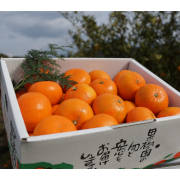 麗紅5kg（他品番との同時購入不可）【出荷時期：2月上旬より / 販売時期：2月中旬まで】