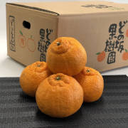 不知火5kg（他品番との同時購入不可）【出荷時期：2月下旬より / 販売時期：4月末頃まで】