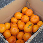 【訳あり】ゆら早生5kg（他品番との同時購入不可）【出荷時期：10月中旬より / 販売時期：11月中旬まで】