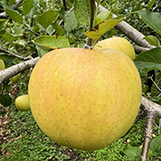 【訳あり】黄色い逸品！トキ家庭用 3kg(他品番との同時購入不可)【出荷時期：10月上旬より順次/販売期間：10月末頃まで】