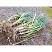 鳥取の泥付きネギ【5kg】堀ったまんまでお届けします