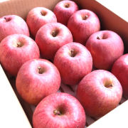 山形県朝日町産　りんごの王様蜜入り「サンふじ」贈答用５キロ（他品番との同時購入不可）【出荷時期：11月中旬より順次出荷】