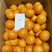 【訳あり】『3つの太陽』を浴びて育つ、温州みかん　宮川早生 小玉5kg（他商品との同時購入不可）【出荷時期：11月下旬より】