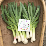 やみつき食材！　産直ならではの葉にんにく1kg（栽培期間中農薬不使用）