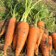 【野菜ソムリエサミット銀賞】甘くてシャキシャキ♬　葉付き人参３kg