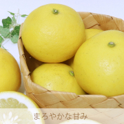 香り豊かなプリッと食感！文旦家庭2.5kg【出荷時期：3月上旬より / 販売時期：4月10日まで】