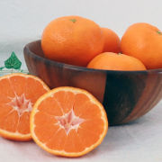 吉本農園濃く美味愛媛みかん家庭用1.8㎏【出荷時期：10月中旬より / 販売期間：12月末頃まで】