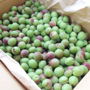手摘み甲州小梅1.6kg【カリカリ梅用にどうぞ】【出荷時期：5月中旬より / 販売時期：6月10日頃まで】