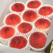 朝採り桃を果樹園より直送！しのぶの里の桃3kg【出荷時期:8月上旬より順次/販売期間:8月20日頃まで】