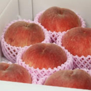 朝採り桃を果樹園より直送！しのぶの里の桃1.8kg【出荷時期:８月上旬より順次/販売期間:8月20日頃まで】