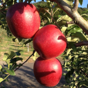 【訳あり】「シナノスイート」家庭用3ｋｇ（他品番との同時購入不可）【出荷時期：10月中旬より順次】