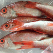 ノドグロ　1.2ｋｇ（他品番との同時購入不可）