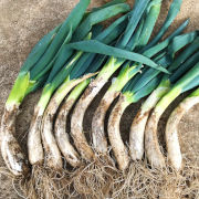 冬の鍋物に！甘くて柔らかい曲がりネギ　土付き20本【出荷時期：12月上旬より順次】（他品番との同時注文不可）